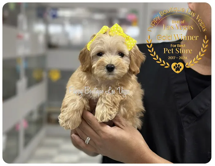 Puppy Boutique Las Vegas Picture 6