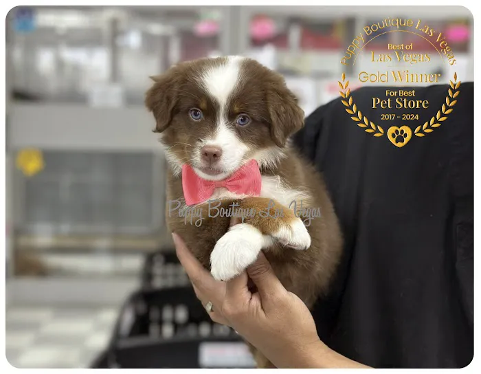 Puppy Boutique Las Vegas Picture 9