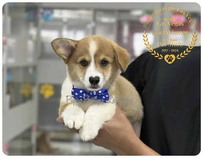 Puppy Boutique Las Vegas Picture 7