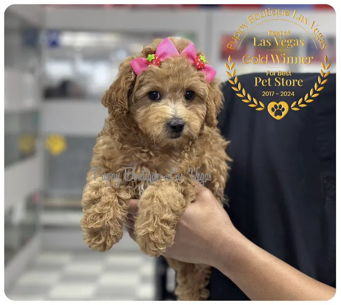 Puppy Boutique Las Vegas Picture 10
