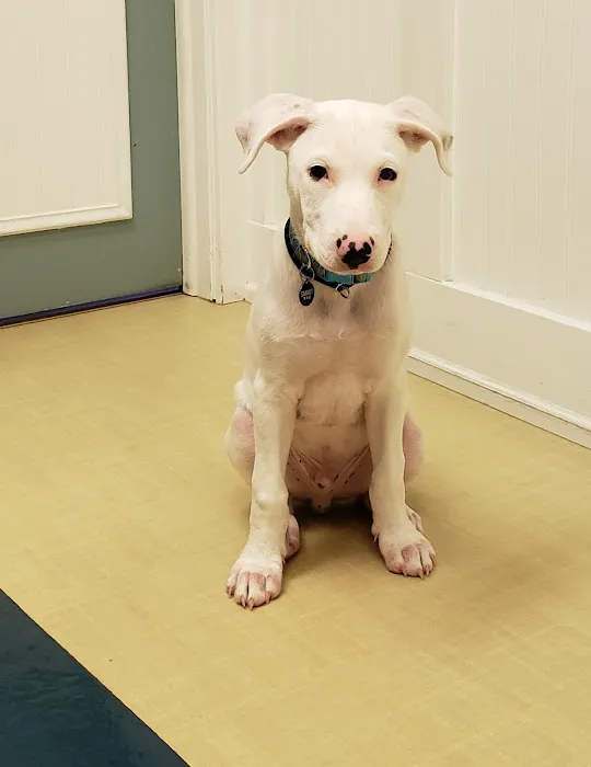 Pets Aloud Veterinary Services Picture 3