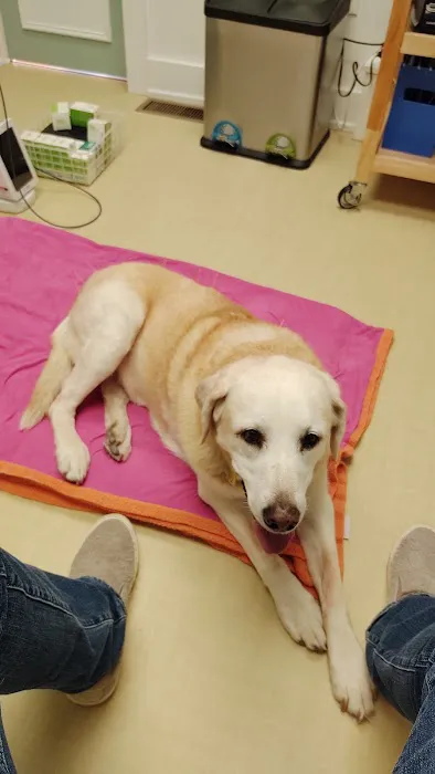 Pets Aloud Veterinary Services Picture 2