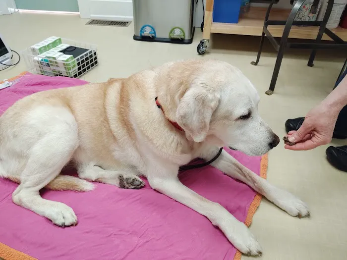 Pets Aloud Veterinary Services Picture 10