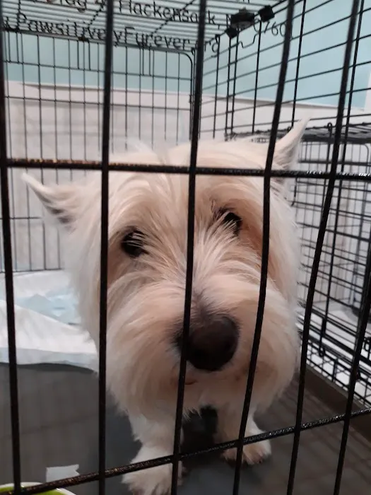 Pets Aloud Veterinary Services Picture 9