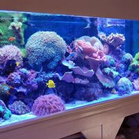 Blue Reef Aquatics ico