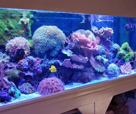 Blue Reef Aquatics