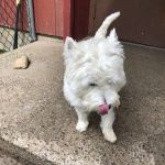 Mahwah Veterinarian Groom & Board