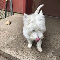 Mahwah Veterinarian Groom & Board ico