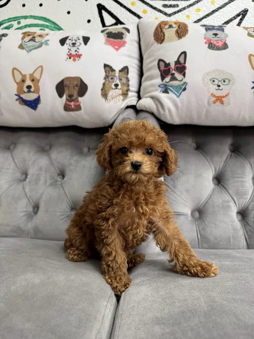 Paws and Whiskers Pet Shop Picture 1
