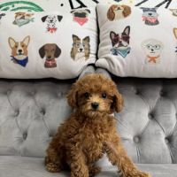 Paws and Whiskers Pet Shop ico