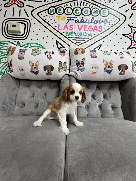 Paws and Whiskers Pet Shop Picture 3