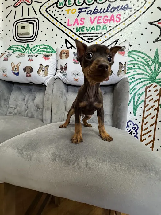 Paws and Whiskers Pet Shop Picture 8