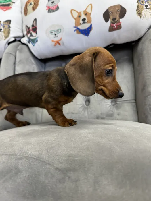 Paws and Whiskers Pet Shop Picture 6