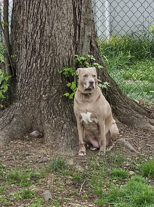 Healing Paws Veterinary Care Picture 2
