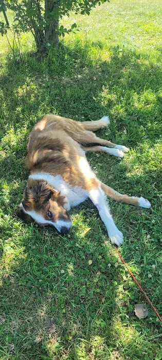 Healing Paws Veterinary Care Picture 1
