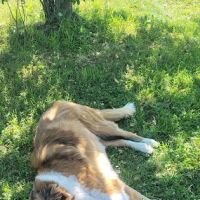 Healing Paws Veterinary Care ico
