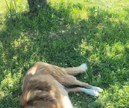 Healing Paws Veterinary Care