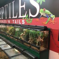 Scales 'N Tails Las Vegas #2 ico