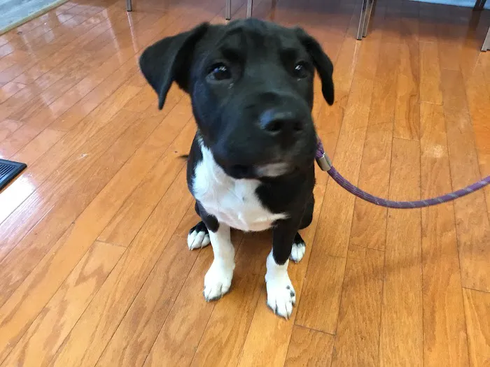 Ramsey Animal Clinic Picture 6