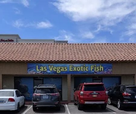 Las Vegas Exotic Fish