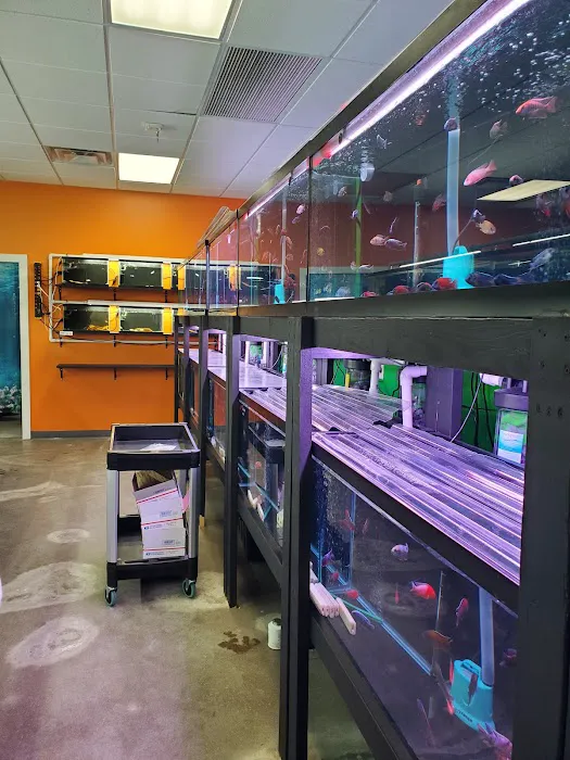 Las Vegas Exotic Fish Picture 3