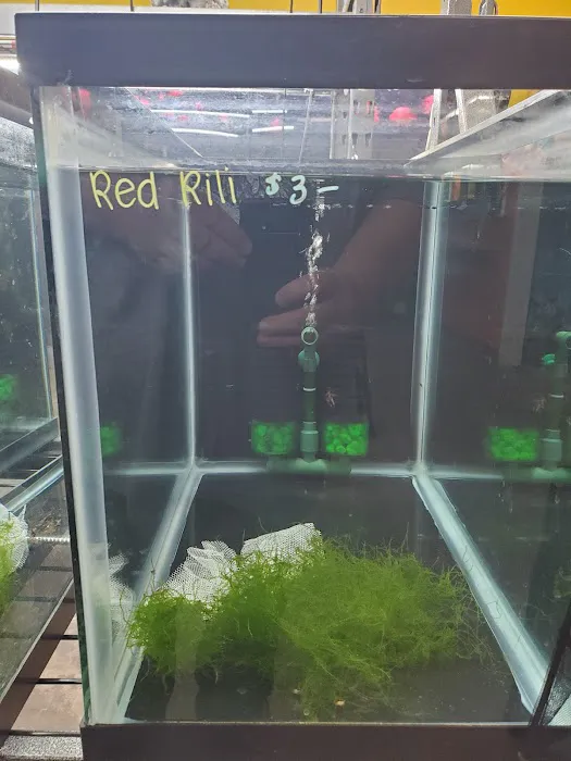 Las Vegas Exotic Fish Picture 2