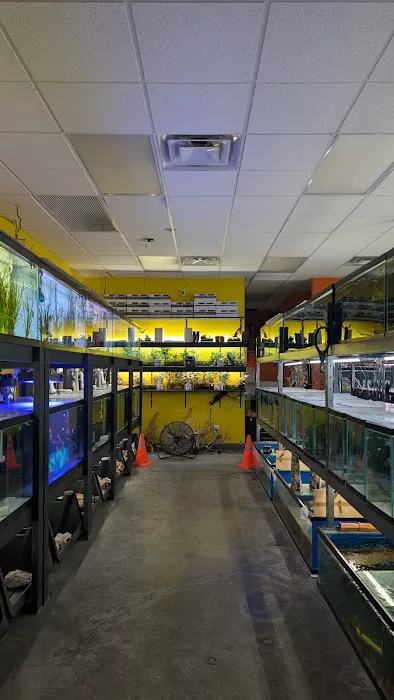Las Vegas Exotic Fish Picture 5