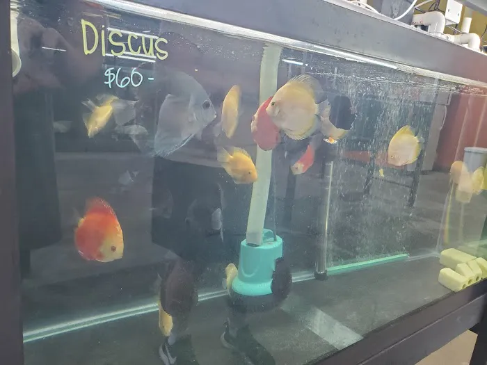 Las Vegas Exotic Fish Picture 4