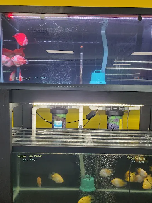 Las Vegas Exotic Fish Picture 6