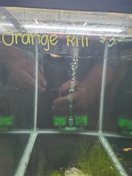 Las Vegas Exotic Fish Picture 10