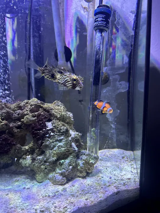 Sin City Aquatics & Maintenance Picture 1