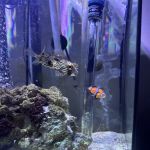 Sin City Aquatics & Maintenance