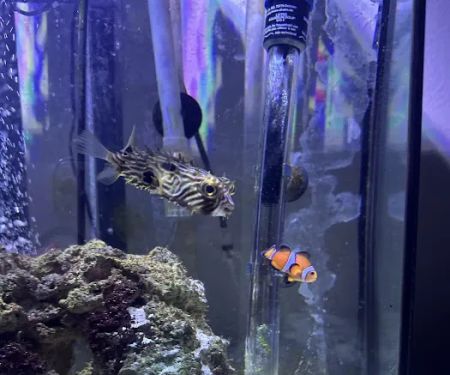 Sin City Aquatics & Maintenance