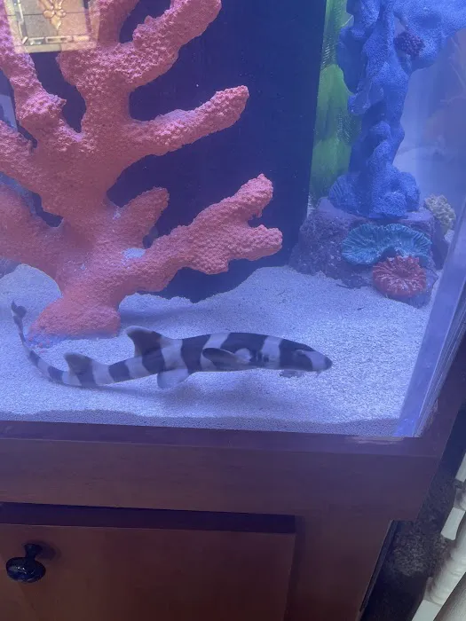 Sin City Aquatics & Maintenance Picture 7