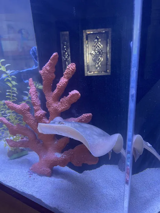 Sin City Aquatics & Maintenance Picture 10
