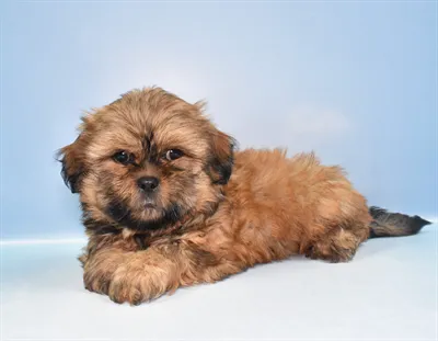 Diamond Pets Picture 1