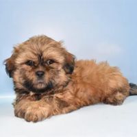 Diamond Pets ico