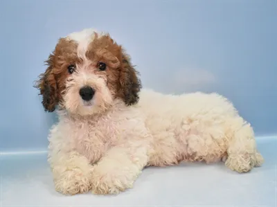 Diamond Pets Picture 6