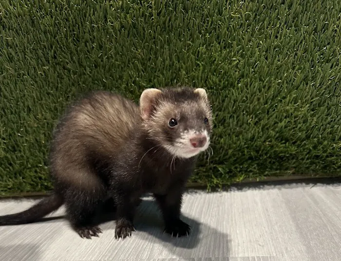 Diamond Pets Picture 5