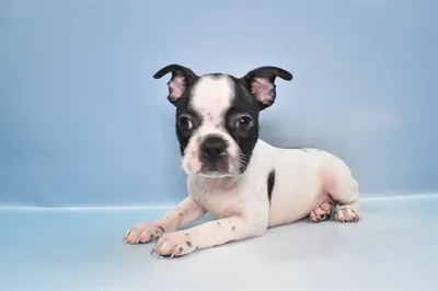 Diamond Pets Picture 8