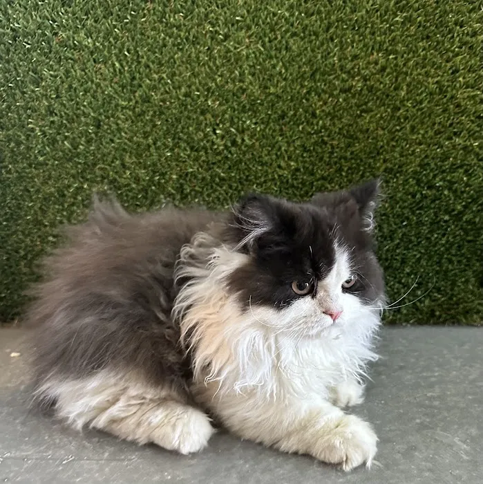 Diamond Pets Picture 10