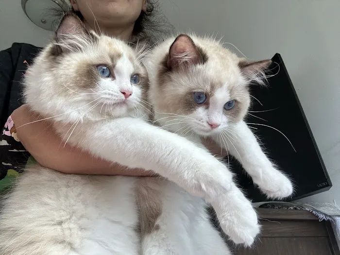 Posh Raggies Ragdoll Kittens Picture 1