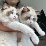 Posh Raggies Ragdoll Kittens
