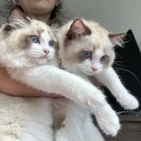 Posh Raggies Ragdoll Kittens ico