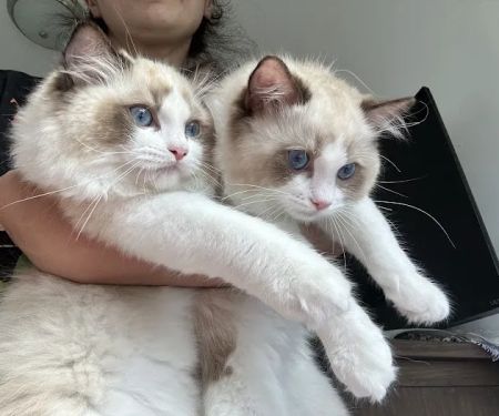 Posh Raggies Ragdoll Kittens