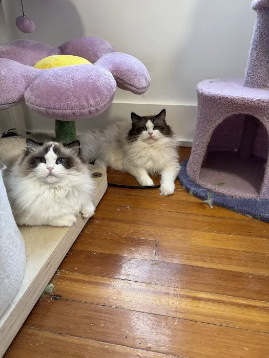 Posh Raggies Ragdoll Kittens Picture 3