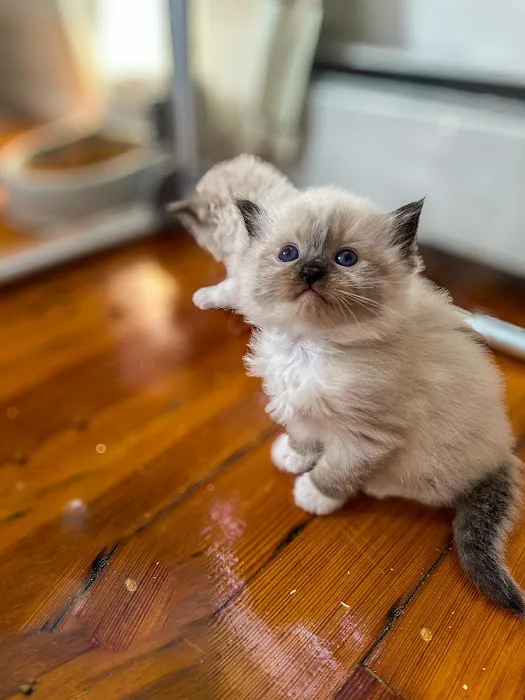 Posh Raggies Ragdoll Kittens Picture 2