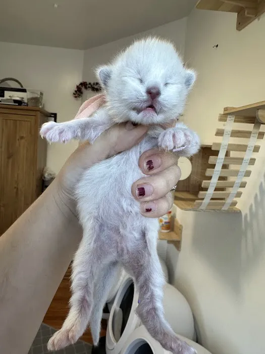 Posh Raggies Ragdoll Kittens Picture 5