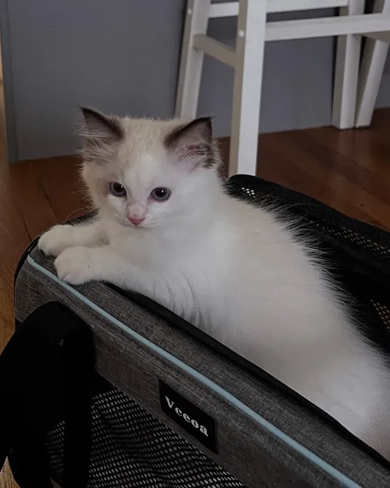 Posh Raggies Ragdoll Kittens Picture 6