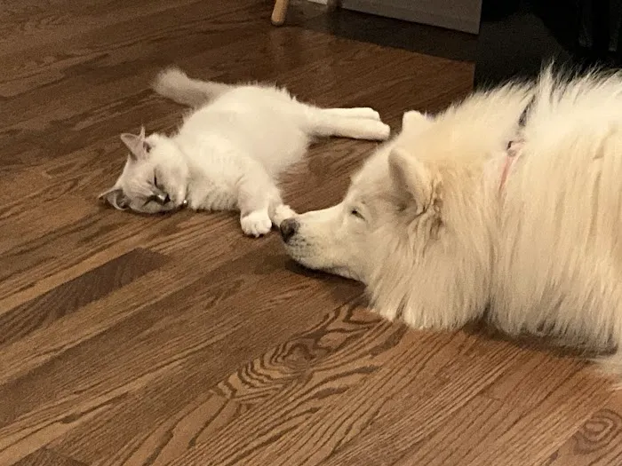 Posh Raggies Ragdoll Kittens Picture 4